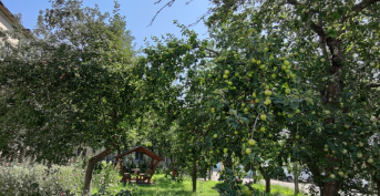 Abundant harvest in the apple garden. 